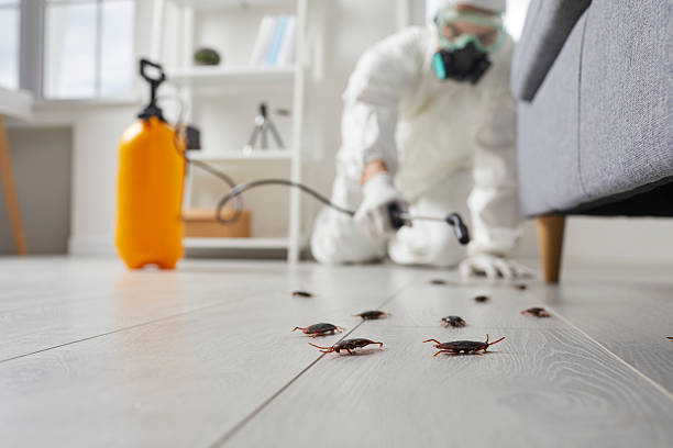 Commercial Kitchen Cockroach Control in Dassel